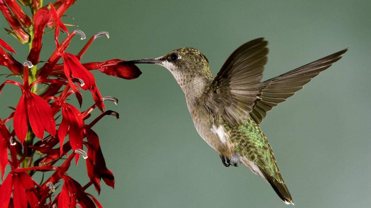 A ruby-throated hummingbird attempts to drink nectar from a cardinal flower in Moberly, Missouri.