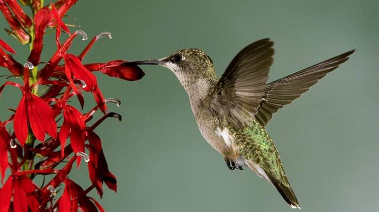 Texas flowers that will surely bring migrating hummingbirds flocking to your backyard