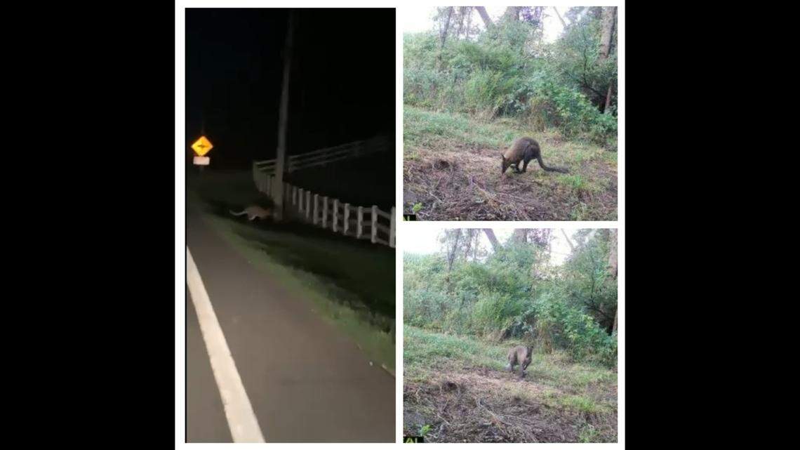 A wallaby is on the loose and has been wandering in and around an Ohio town for several days, according to police.