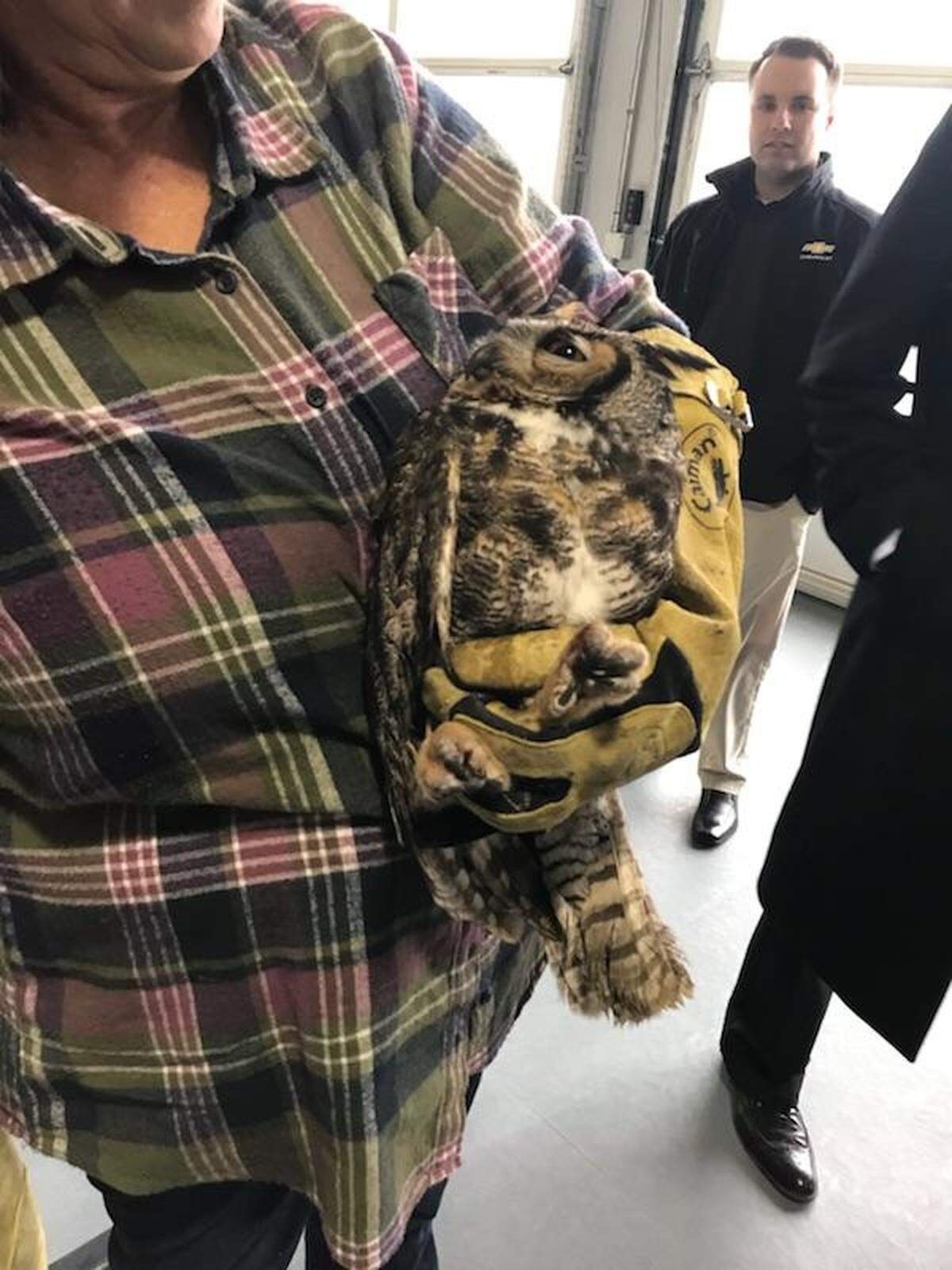 The Iowa owl hit by a car survived.