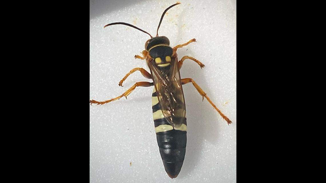 A cicada killer wasp, as pictured in this photo courtesy of Missouri Department of Conservation. The cicada killer wasp can grow to nearly two inches long. It has yellow and black coloration on its back.