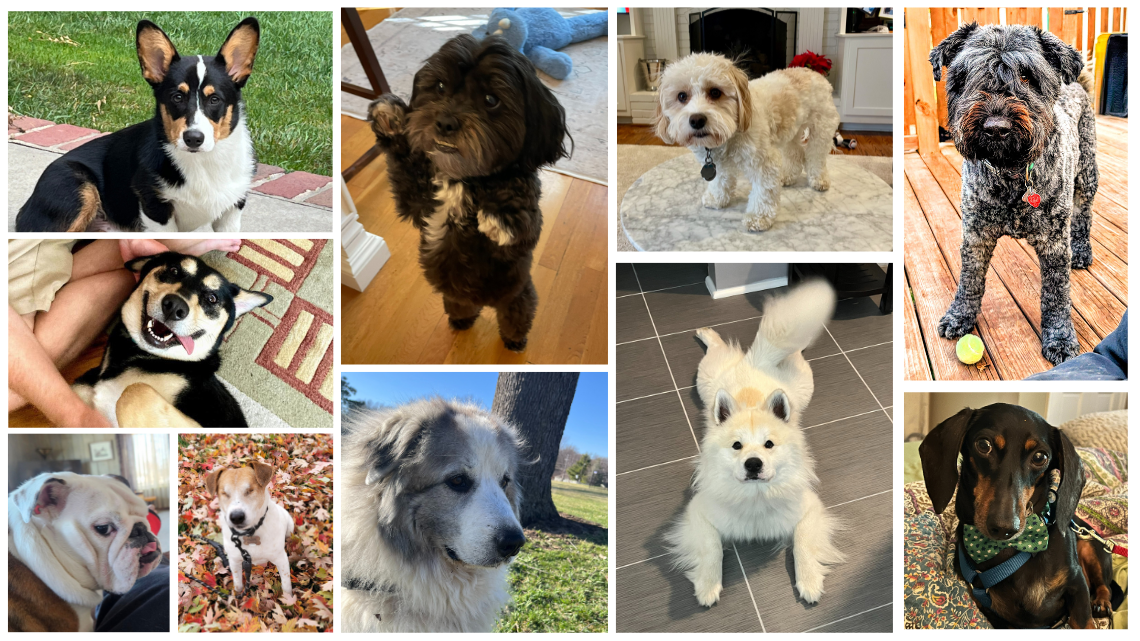 Who is the cutest dog in the Kansas City area? Vote now to narrow it down to the top 20