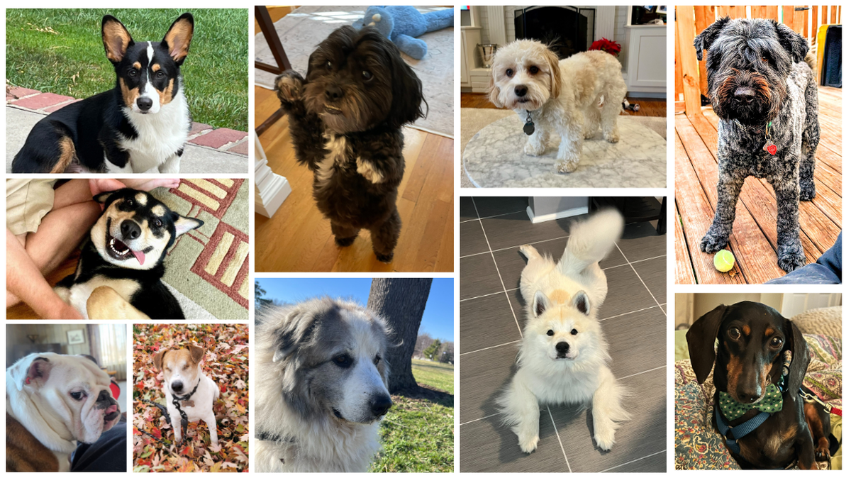 These are some of the dog submitted in The Star’s cutest pet contest for fall 2024.