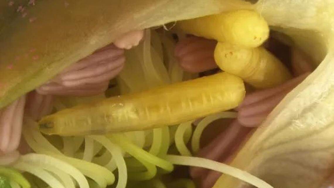 A “rare and potentially destructive” fruit fly larvae was seized from a traveler in the Detroit airport, customs officials said.