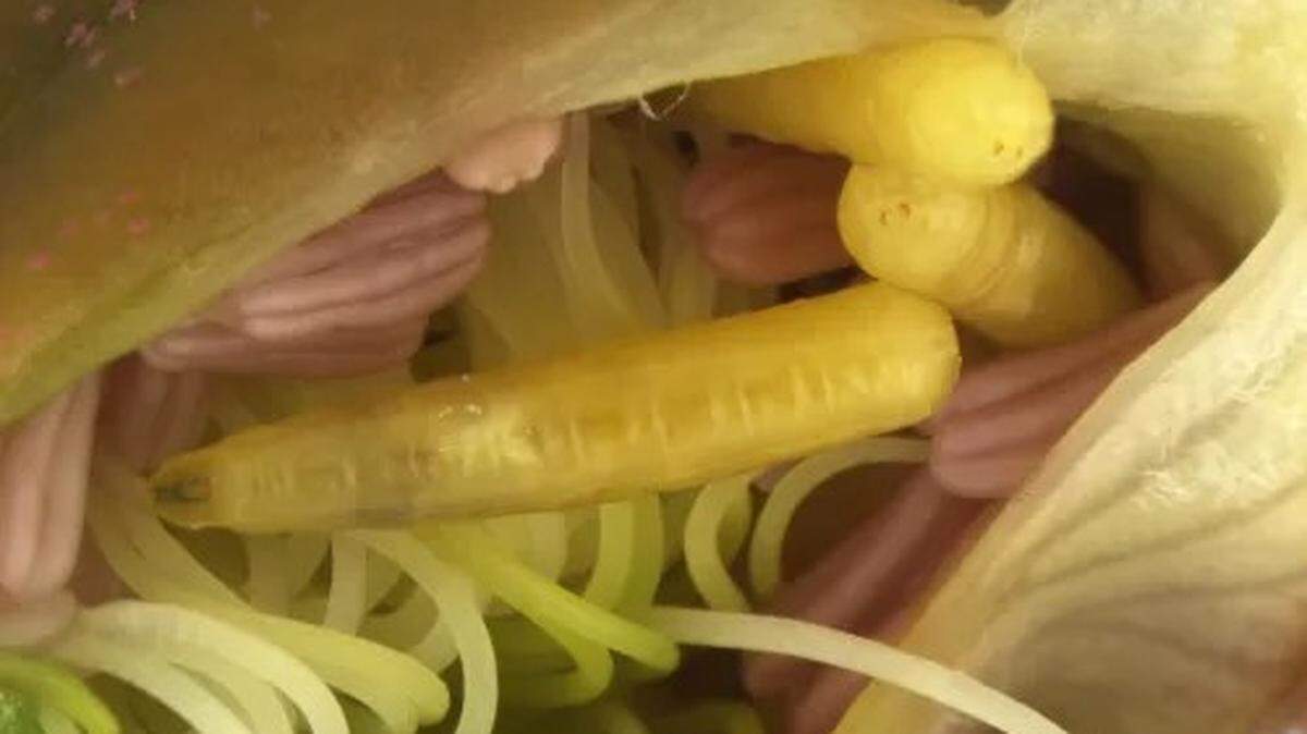 A “rare and potentially destructive” fruit fly larvae was seized from a traveler in the Detroit airport, customs officials said.