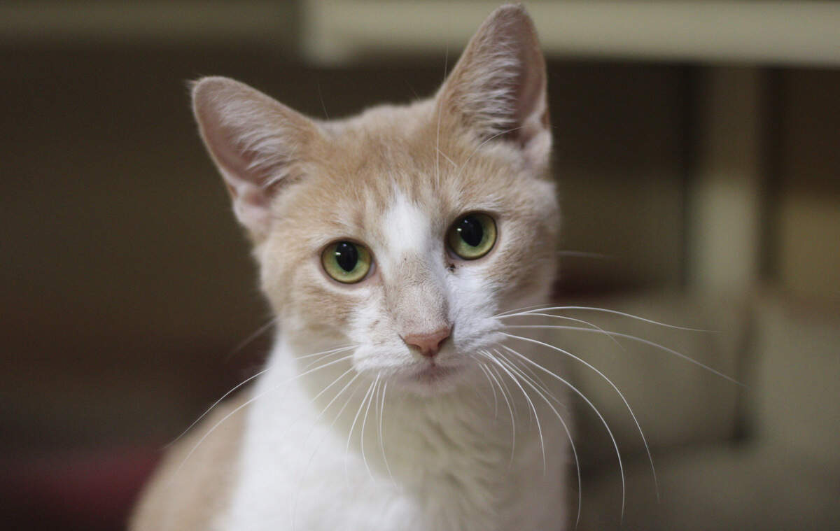 Francis
