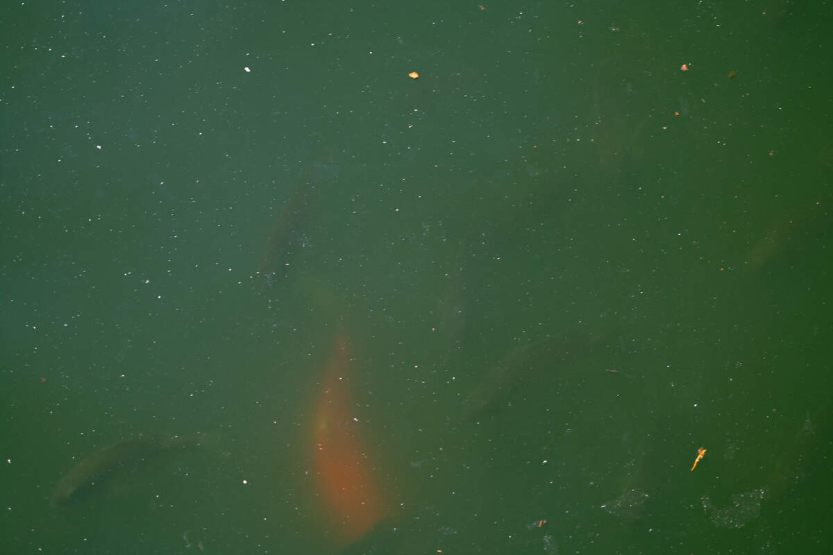 Fish swim among murky waters following an algae bloom that reduced their population in Loose Park pond.