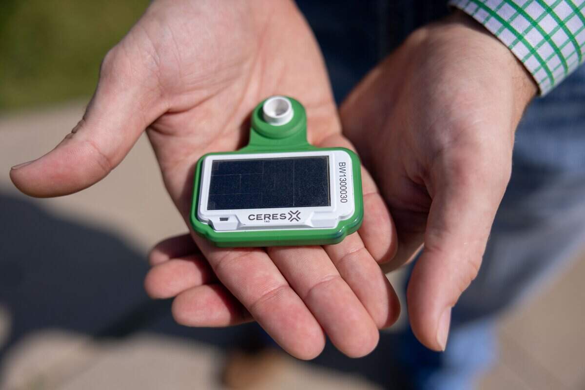 A CERES Tag is shown at Heritage Riverfront Trail on Tuesday, June 9, 2026. CERES Tag partnered with Goats Gone Green to track the several dozen onsite goats and document their grazing efforts in real time to provide data for future trail maintenance efforts.