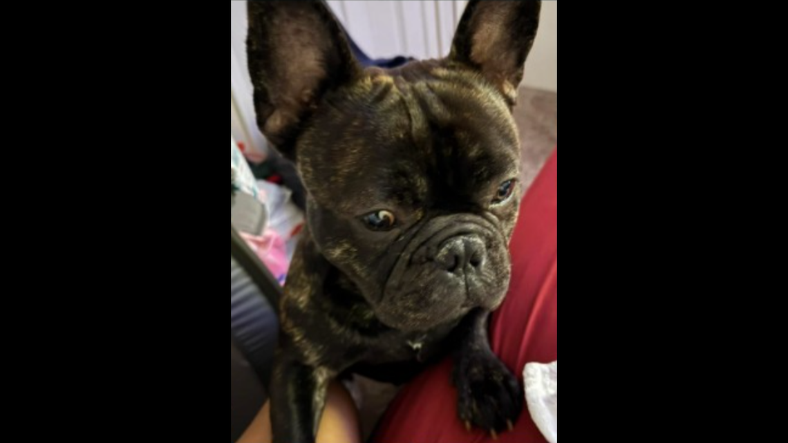 A 24-year-old was arrested on a charge of felony larceny, accused of stealing and trying to sell the French bulldog pictured above, according to Michigan officials.