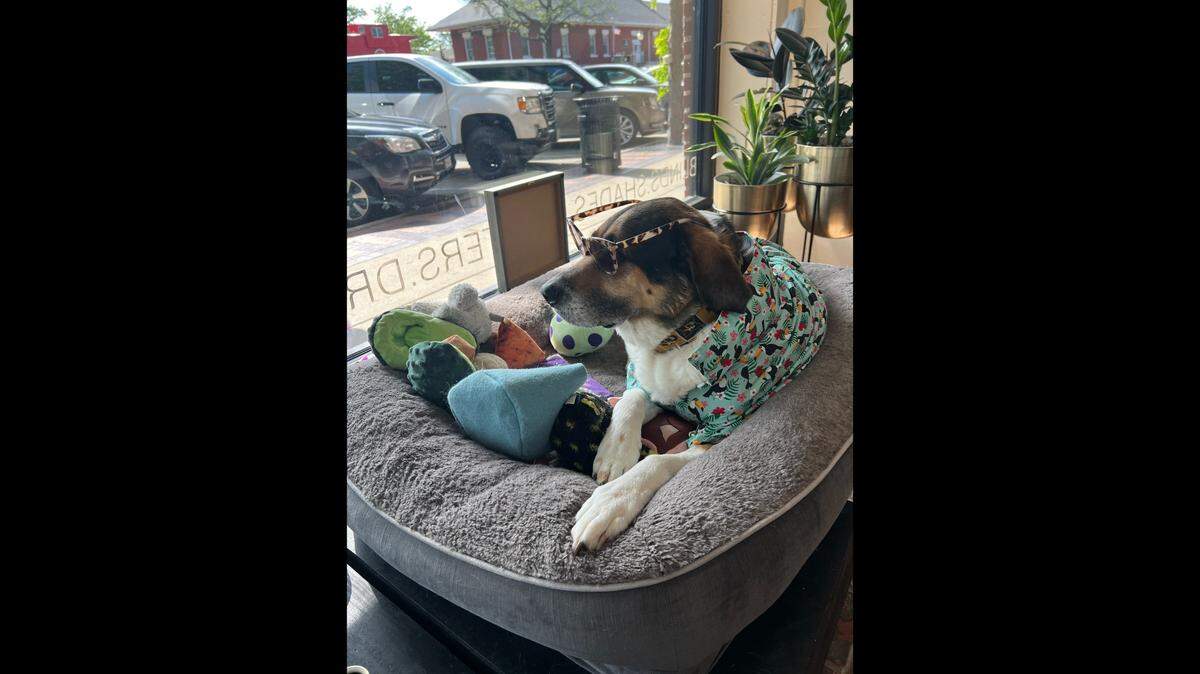 “Customer service representative” Burt Macklin is always up for greeting fans at Budget Blinds. Company leaders credit the success of the business to its downtown location and its involvement in the community. And Burt only helps pave the road to success.