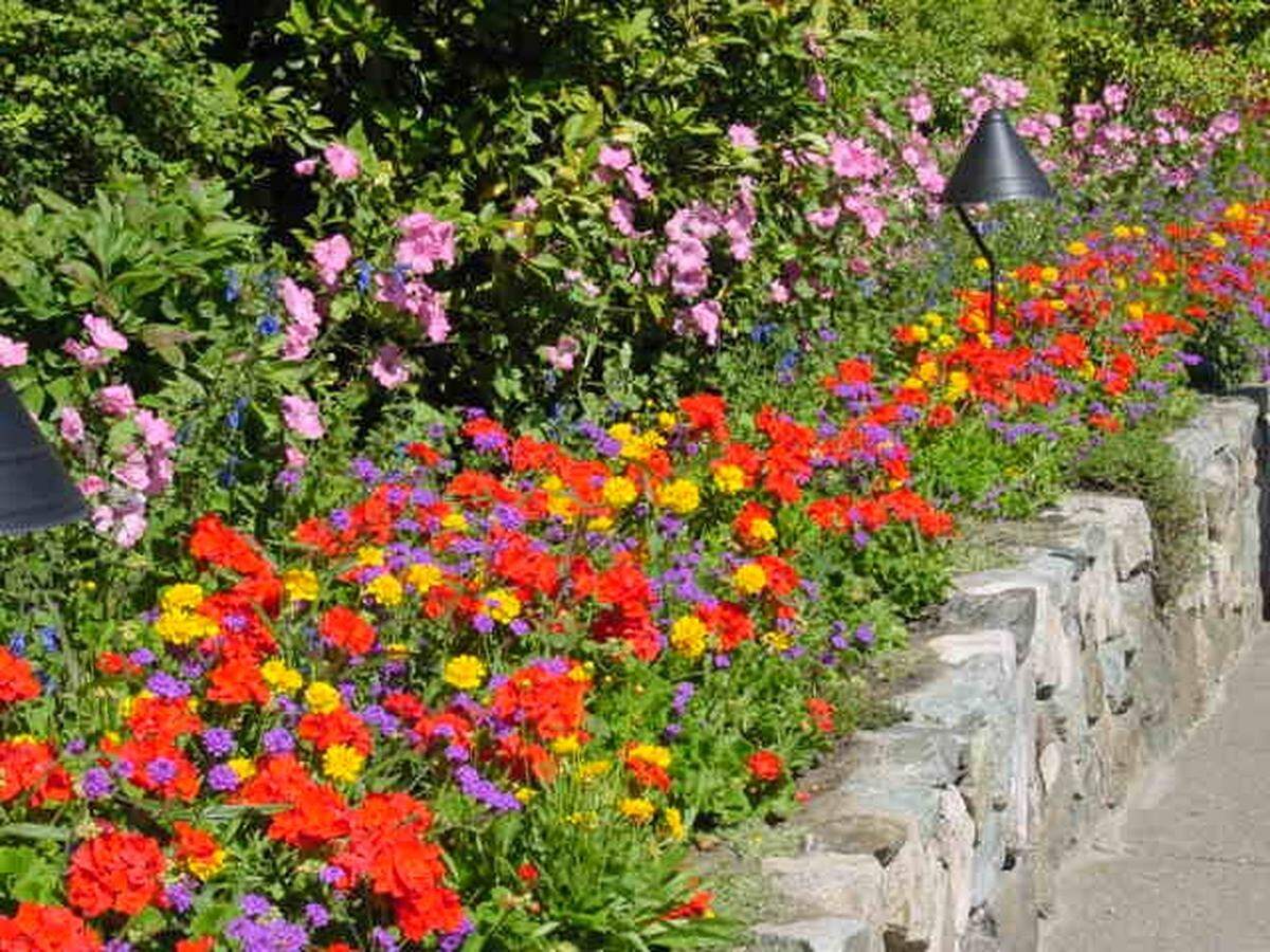 The joy of annuals is the array of shapes and colors that are offered.