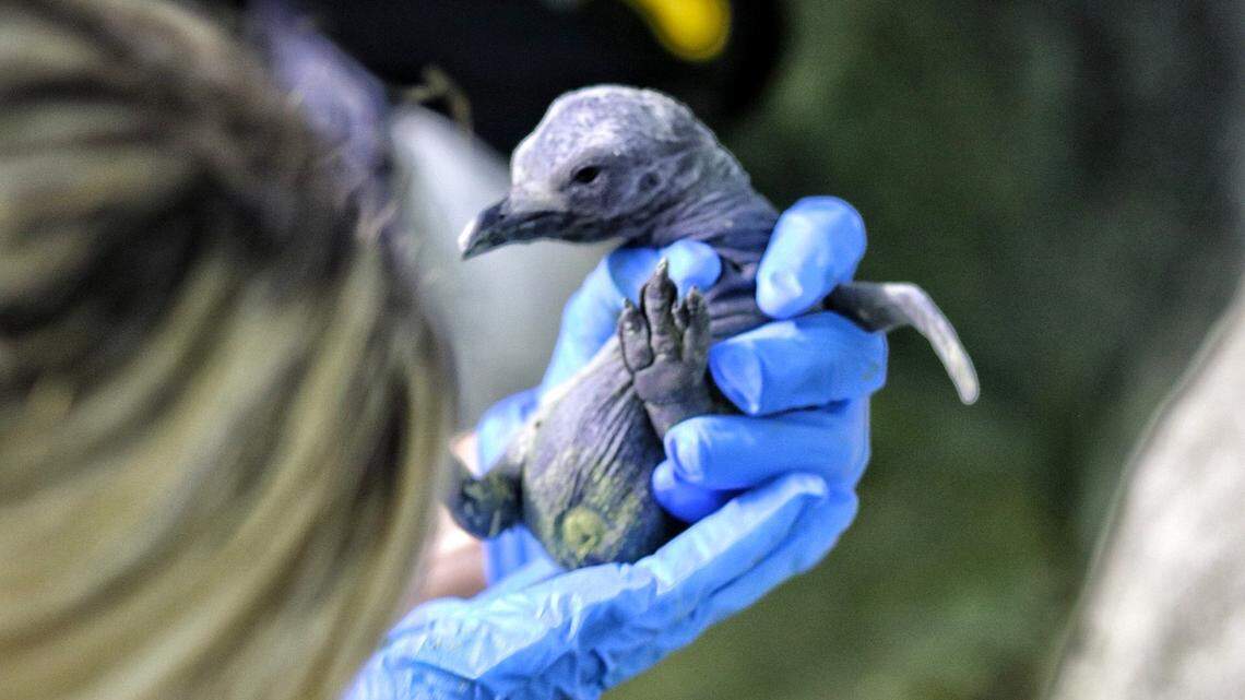 The first king penguin hatched at the Kansas City Zoo arrived Sunday and was named Blizzard.
