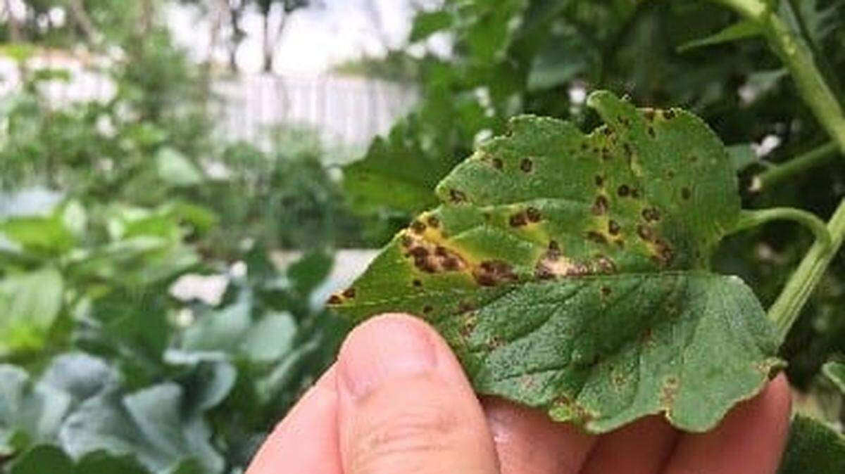 Tomato plants can be susceptible to foliar leaf diseases. The key to preventing the disease is to help the plant stay as dry as possible.