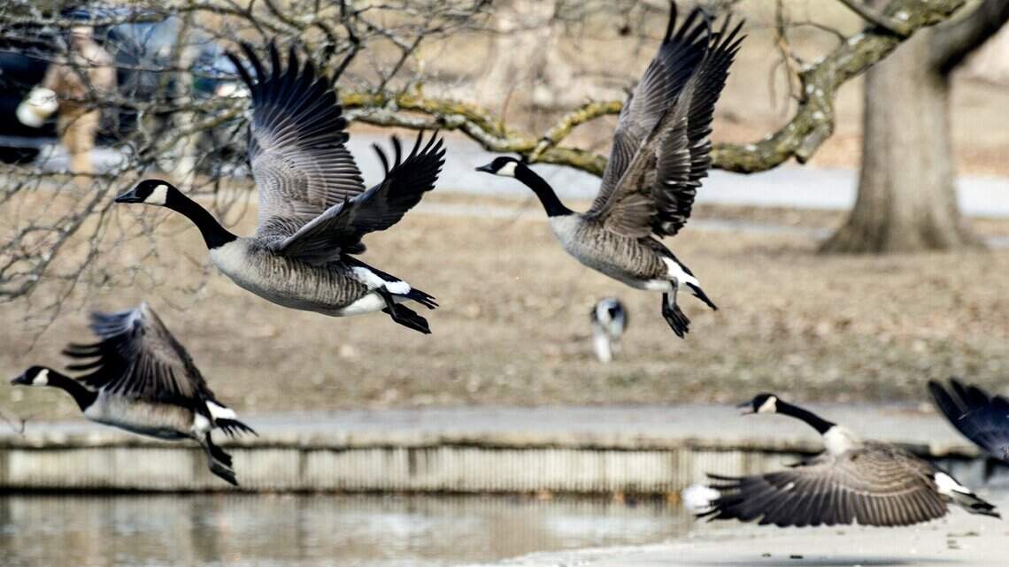 Dead geese found outside Kansas City CVS. Is this illegal? | Kansas ...