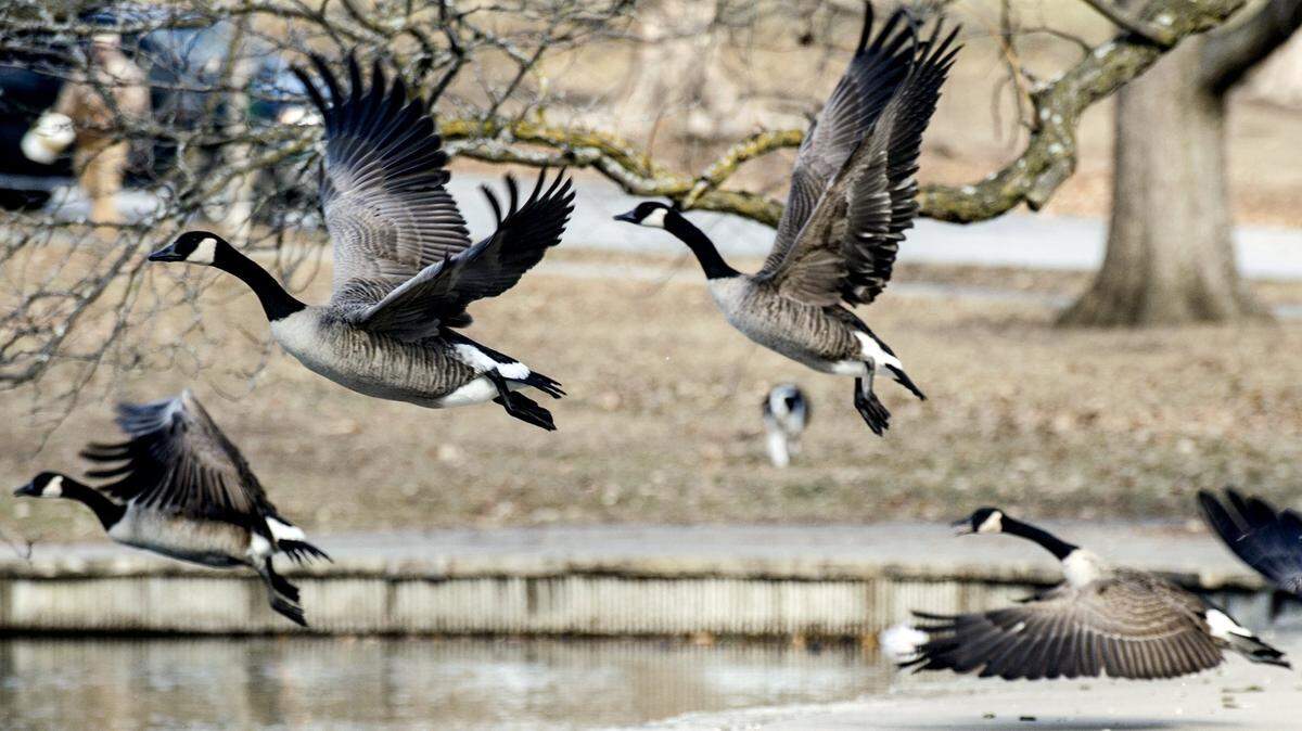 Geese fly in Kansas City’s Loose Park. File photo.