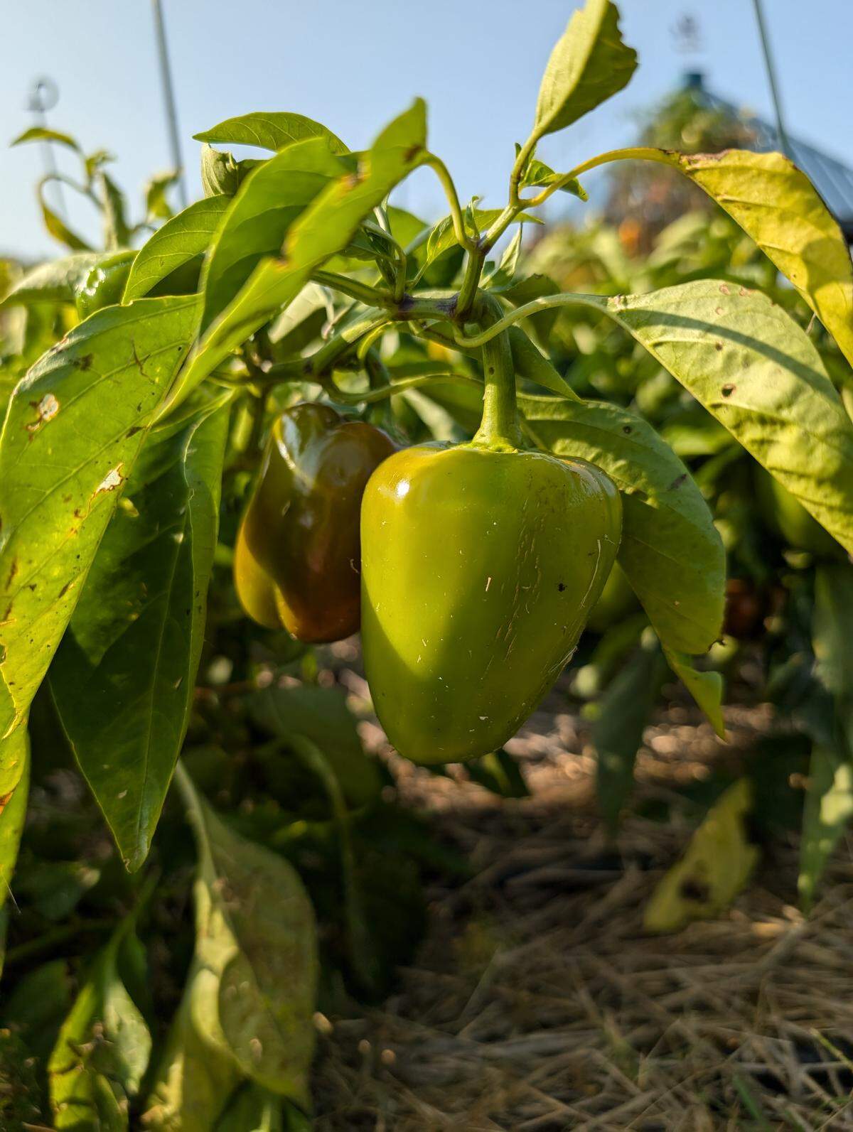 Green peppers growing on the plant. They have thick dark leaves that resist harsh sun, deep roots to reach water and sturdy stems to stand up to Midwest wind. 