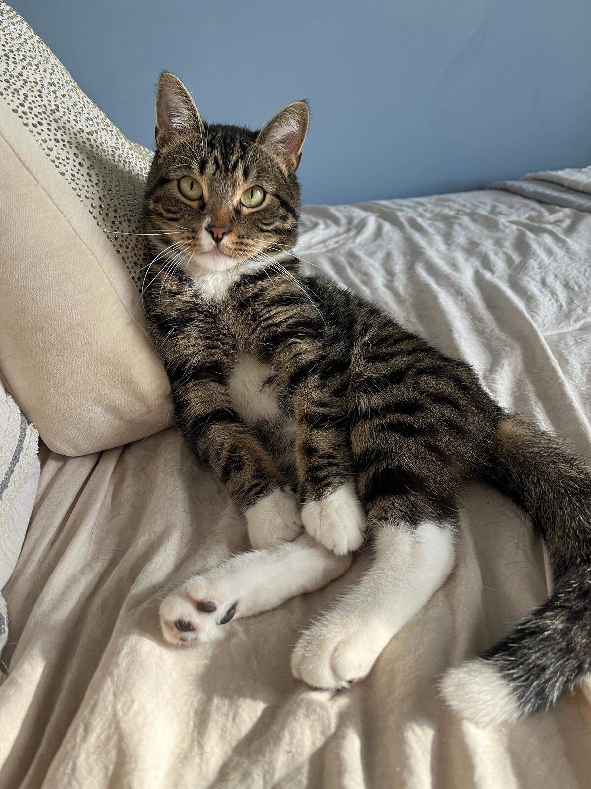 Mike TV, a 3-year-old Dwarf cat from Liberty won The Star’s 2025 cutest cat contest. Nov. 3, 2025.