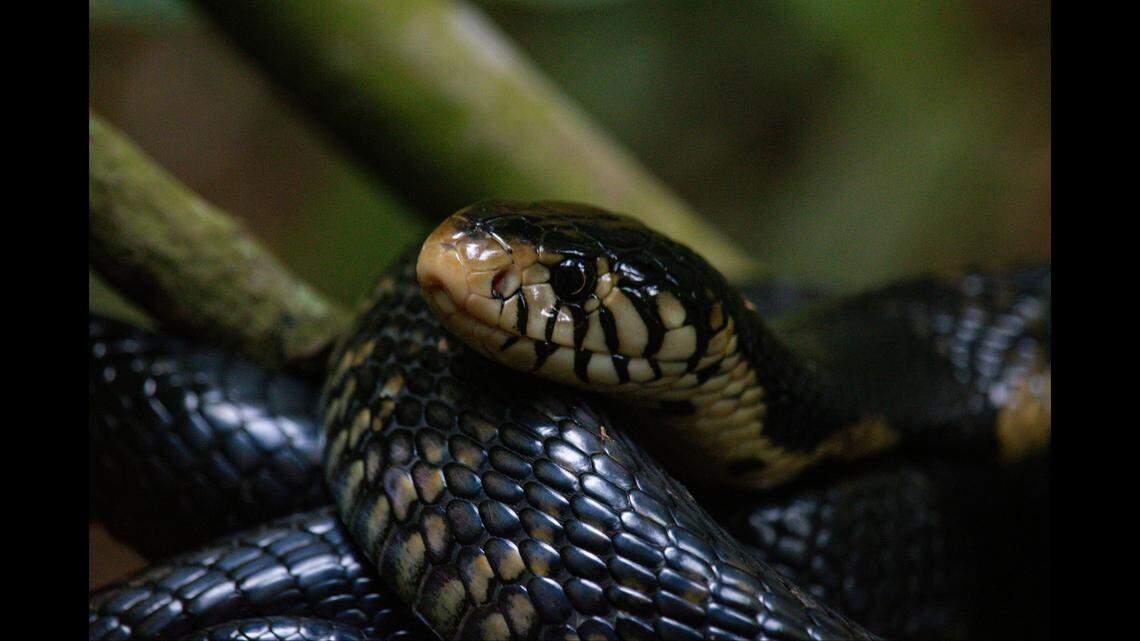 An African forest cobra (not the one pictured) bit a man at his apartment in Sioux Falls, South Dakota, officials say.