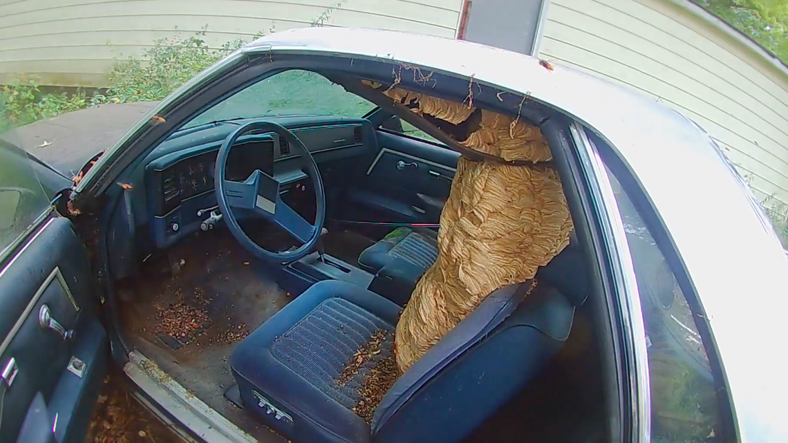A video of an Ohio exterminator and beekeeper destroying a giant European wasp nest from an old El Camino spread over the weekend. The video shows the ‘Bee Man’ poisoning and dismantling the giant nest in Alliance.