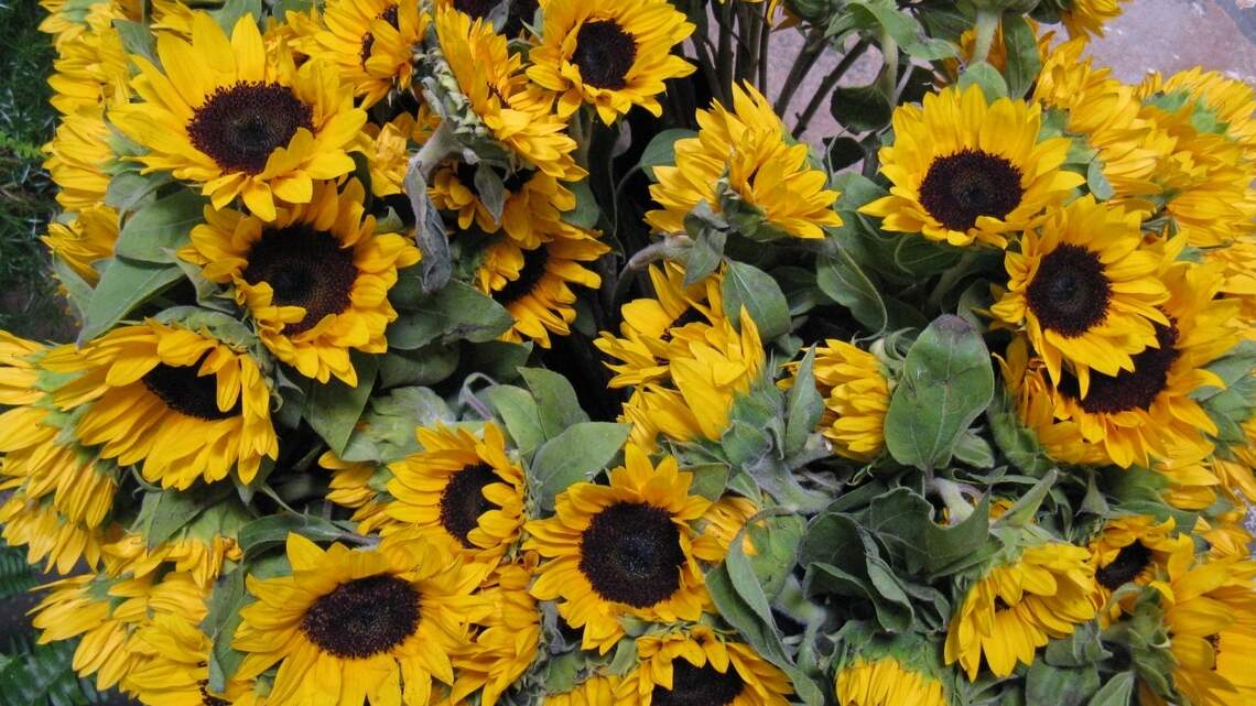 Here’s to a bright new year: Cutting gardens are just one trend for 2023