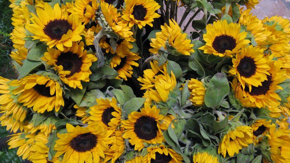 In 2023, consider this gardening trend: Set aside room in your garden to plant flowers that can be cut and brought inside to brighten your home.