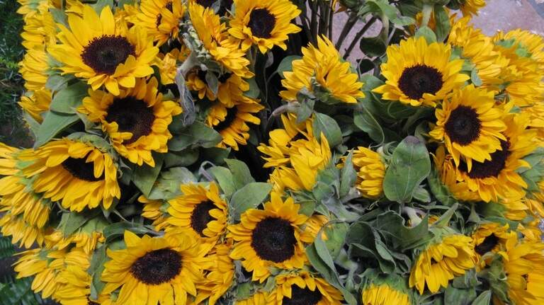 Here’s to a bright new year: Cutting gardens are just one trend for 2023