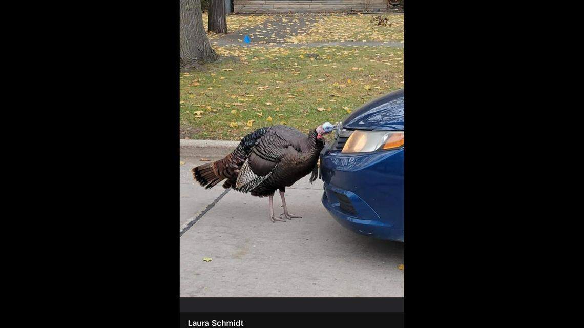 Carl enjoyed “harassing” cars by pecking at them.