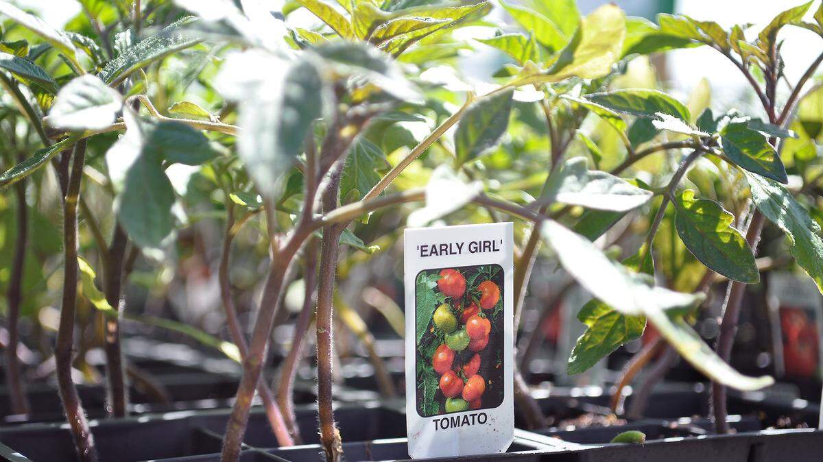 The ideal transplant is about six inches tall, has dark green foliage, and the pot is packed with creamy-white, healthy roots.