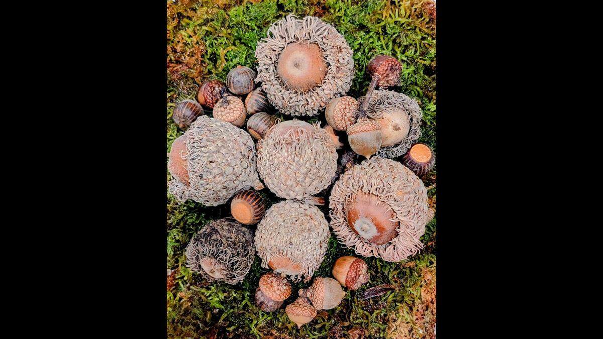 Acorns as well as hickory nuts, pine cones and Kentucky coffee beans, are great to collect and grow. Growing a tree can take a long time, but once it becomes mature, it can have tremendous landscape value.