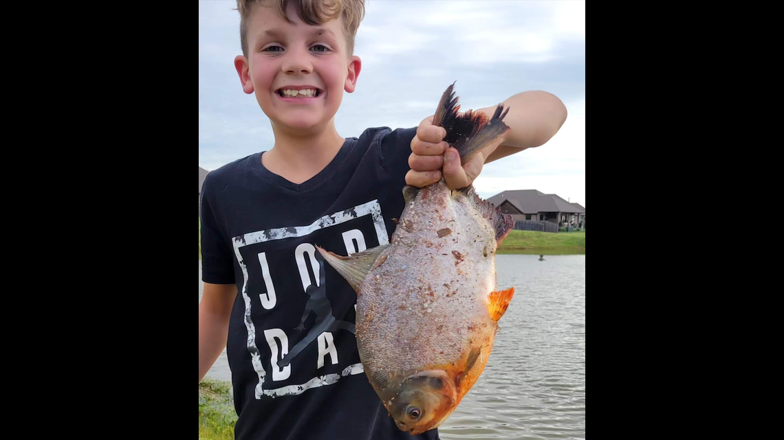 A boy from Oklahoma hooked a pacu, an invasive fish native to South America.