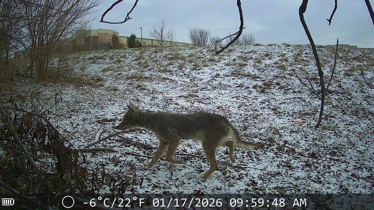 A trail camera shows a coyote in northeast Olathe the morning of Jan. 17, 2026.