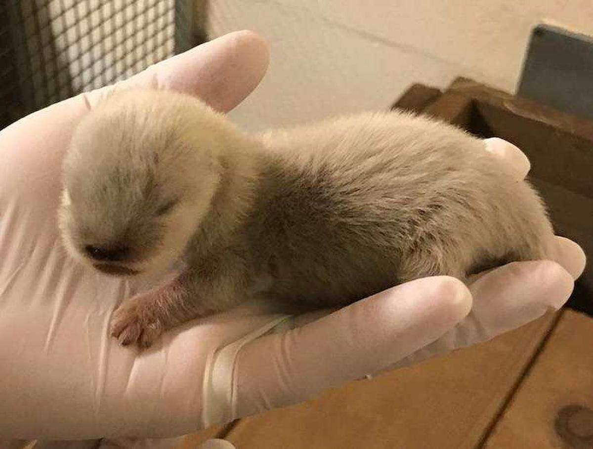 This male Asian small-clawed otter was born March 17 at the Kansas City Zoo.