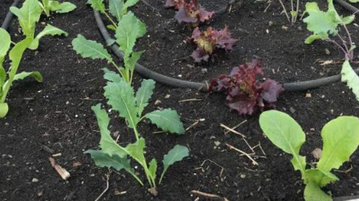 Even moisture is one key to a successful vegetable garden.