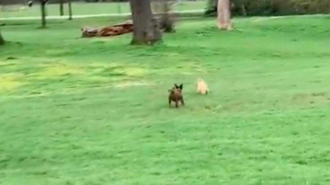 Sports announcers are biding time by doing funny play-by-play videos of dog escapades