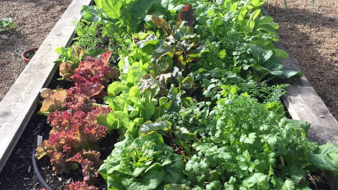 Extreme gardening: This will help veggies through swings of cold to hot, wet to dry