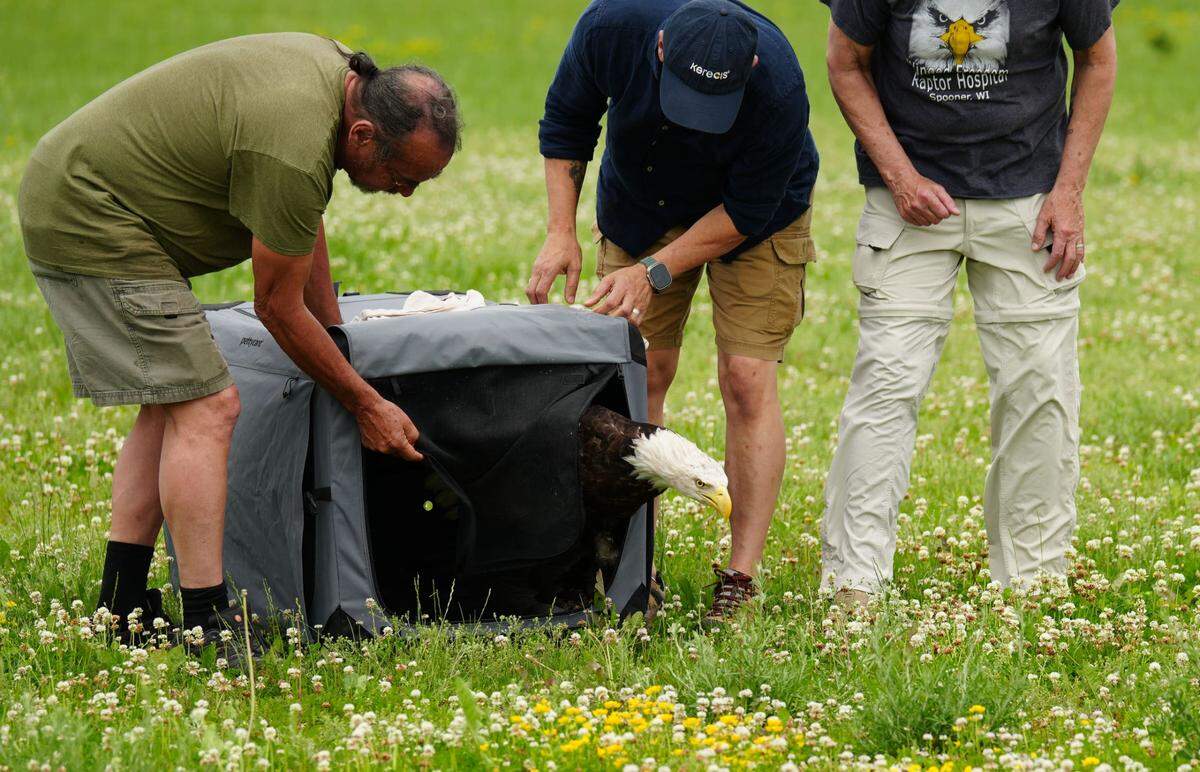 Kere, the injured eagle, was released on June 22.