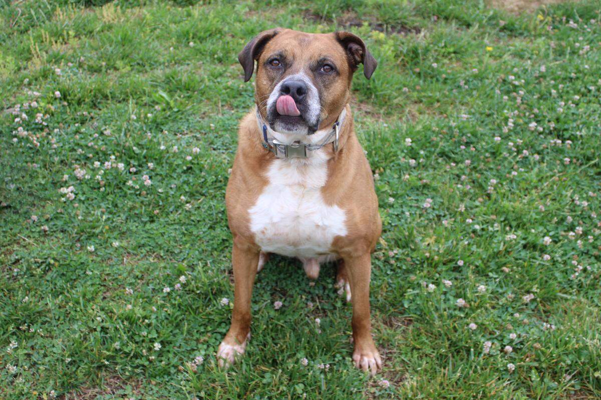 Augustine is a 6-year-old mixed breed up for adoption at Wayside Waifs.