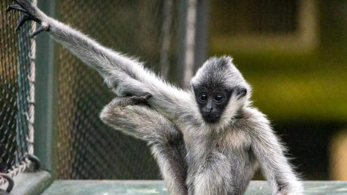 Leilani, an 18-month-old gibbon, died after apparently drowning in her tropical habitat’s pool, Kansas City Zoo officials announced Friday.
