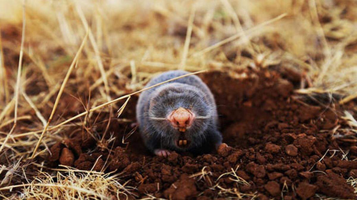 For a creature that can’t see well, the mighty mole can do a lot of destruction to your garden.