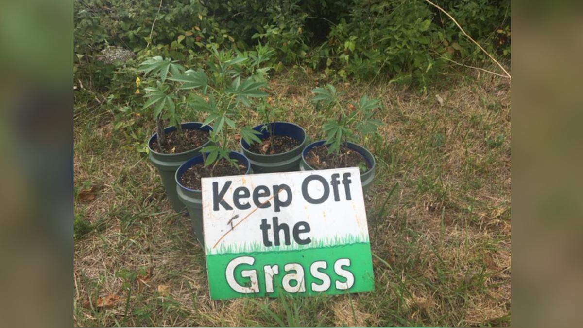 Police in Ozark, Missouri, said a citizen found what appeared to be marijuana plants on public property on Sunday, July 15, 2018.
