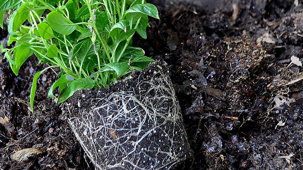 There are several ways to protect a plant’s roots from getting waterlogged in wet soil. One is to plant shallower, another is to add organic matter to the soil.