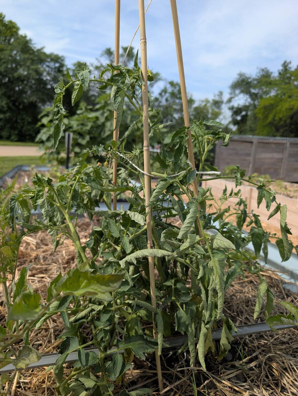 A wilted tomato plant in the garden.
