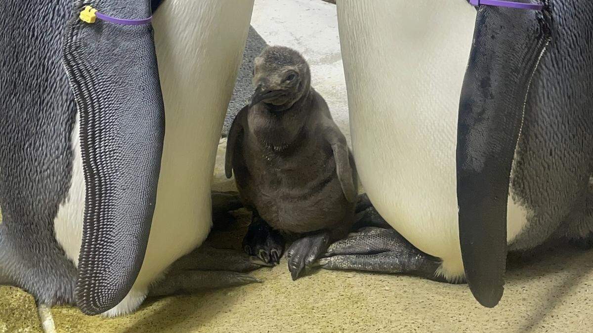 King penguins Gilbert and Dumpling welcomed a chick at the Kansas City Zoo & Aquarium on Jan. 23. They currently reside in a playpen in the zoo’s cold weather habitat. This photo was taken by zookeepers Jennifer and Izzy, who are on the zoo’s Waters Edge team.