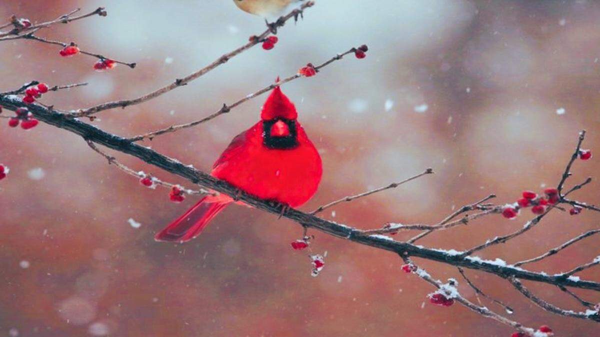 Want to add a splash of color to your winter landscape? Invite cardinals to your feeder. They love to dine on safflower and black oil sunflower seeds.