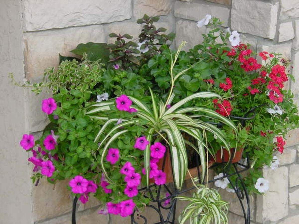Fertilizing may be the key to ensuring those petunias and other plants flourish in late summer.