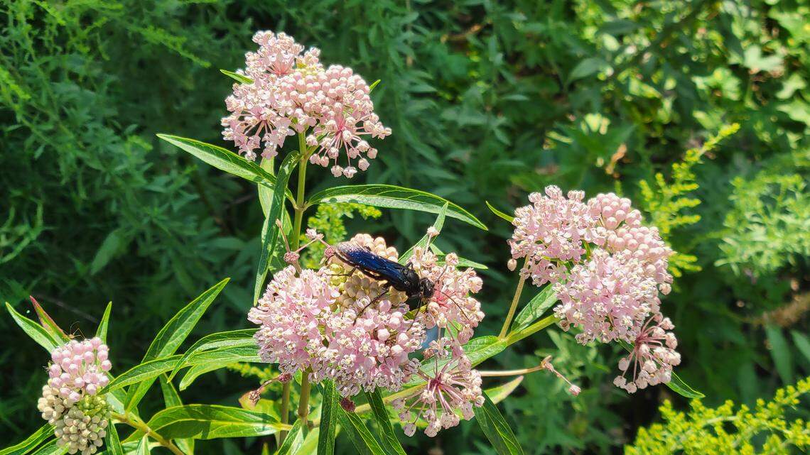 What’s all the buzz? What gardeners should know about wasps in the late summer