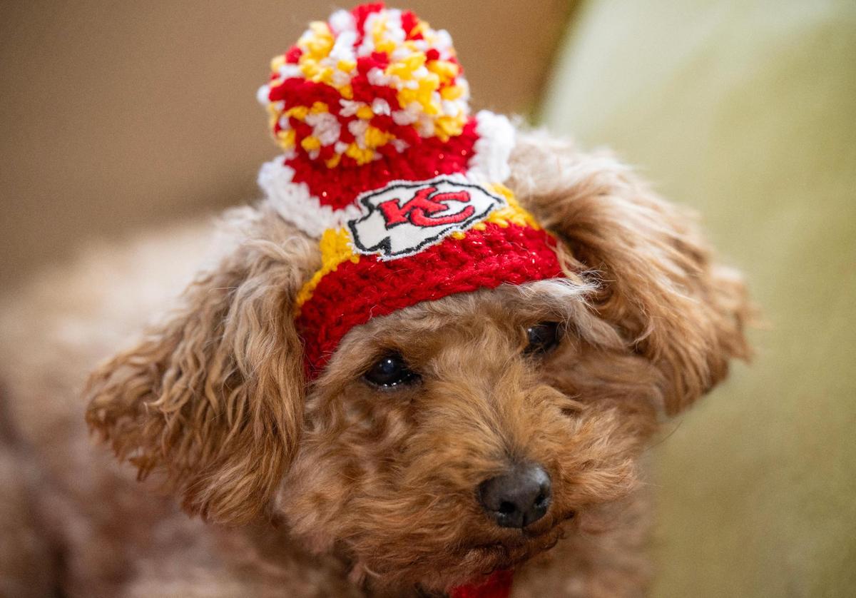 Billy is wearing a Chiefs-themed pet hat that was crocheted by his owner, Jan Powell of Kansas City. Powell creates and sells these Chiefs-themed hats for cats and dogs via Facebook Marketplace and email orders.
