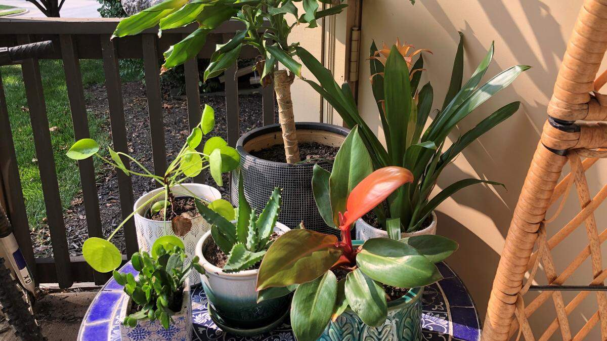 Cool nights mean it’s time to bring in the houseplants.