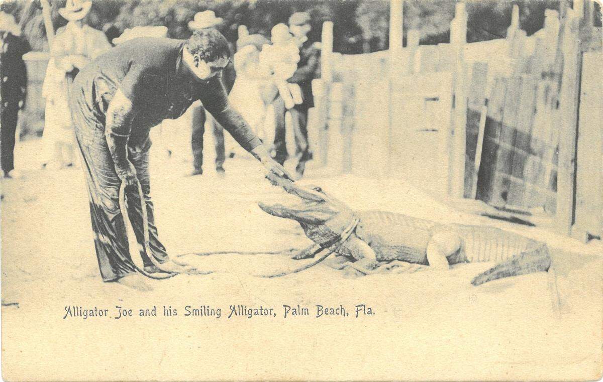 Alligator Joe in an early 1900s postcard
