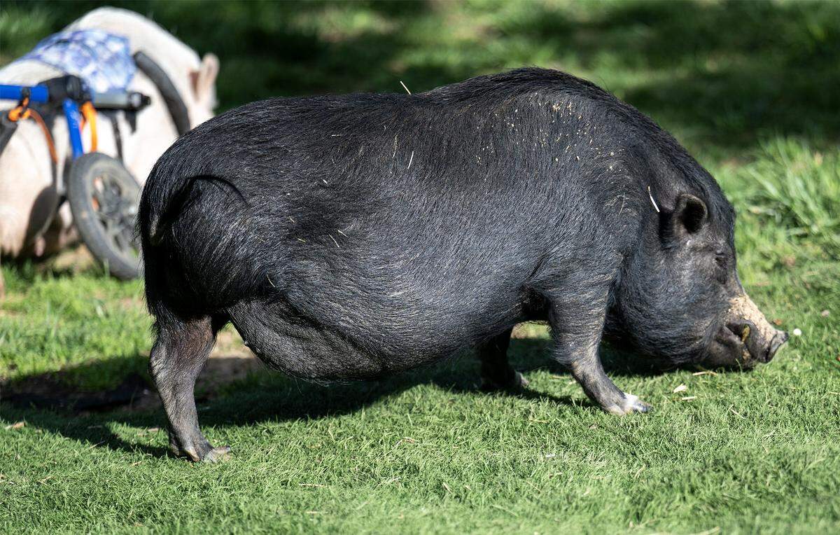 Elvis, a three-legged pig, is living his best life at the home of Dave Jennings and his wife, Emily McLeod, in Kansas City, Kansas. 
